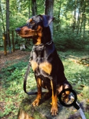 Deutscher Pinscher Ole-Deluxe vom Ettaler Mandl