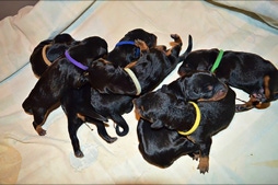 Deutscher Pinscher, Welpe, Hund, Hündin