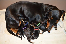 Wurf, Welpen, Deutscher Pinscher