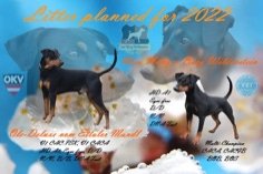 Deutscher Pinscher, planed litter, Wurf, Planung, Ole-Deluxe vom Ettaler Mandl, Miss Miley v Burg Wildenstein,