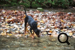 Deutscher Pinscher Ole-Deluxe vom Ettaler Mandl