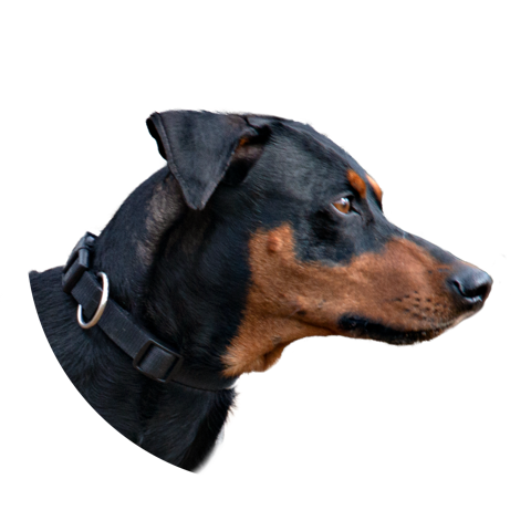 Deutsche Pinscher vom Ettaler Mandl