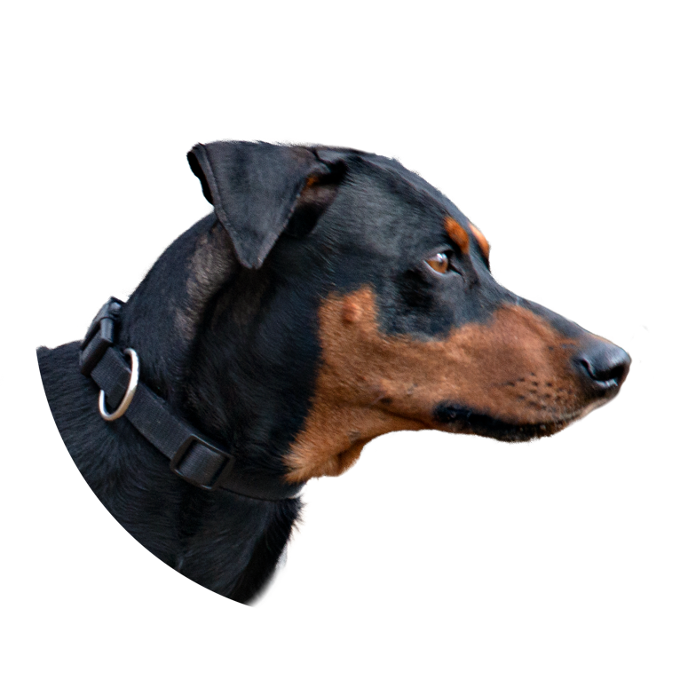 Ole-Deluxe, vom Ettaler Mandl, Deutscher Pinscher, Deckrüde,