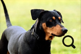 Deutscher Pinscher Ole-Deluxe vom Ettaler Mandl