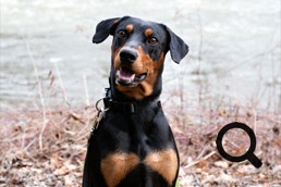 Deutscher Pinscher Ole-Deluxe vom Ettaler Mandl