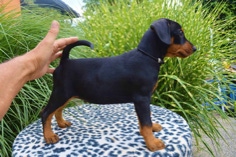 Baron Bosco von Burg Wildenstein mit 9 Wochen