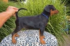 Baron Bruno von Burg Wildenstein mit 9 Wochen