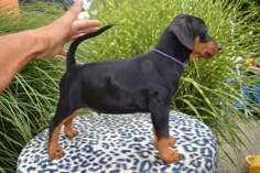 Baron Byron von Burg Wildenstein mit 9 Wochen