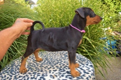 Baroness Bea von Burg Wildenstein mit 9 Wochen