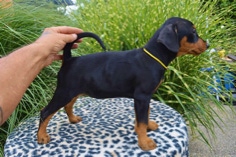 Baroness Bella von Burg Wildenstein mit 9 Wochen