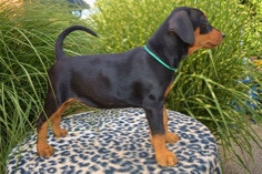 Baroness Britt von Burg Wildenstein mit 9 Wochen