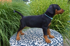 Baroness Buffy von Burg Wildenstein mit 9 Wochen