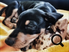 Deutscher Pinscher Ole-Deluxe vom Ettaler Mandl