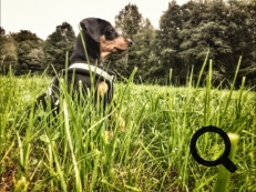 Deutscher Pinscher Ole-Deluxe vom Ettaler Mandl