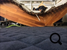 Deutscher Pinscher Ole-Deluxe vom Ettaler Mandl