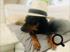 Deutscher Pinscher Ole-Deluxe vom Ettaler Mandl