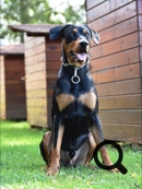 Deutscher Pinscher Ole-Deluxe vom Ettaler Mandl