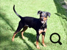 Deutscher Pinscher Ole-Deluxe vom Ettaler Mandl
