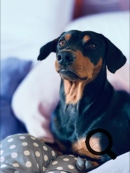 Deutscher Pinscher Ole-Deluxe vom Ettaler Mandl