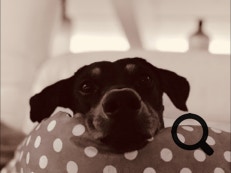 Deutscher Pinscher Ole-Deluxe vom Ettaler Mandl