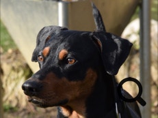 Deutscher Pinscher Ole-Deluxe vom Ettaler Mandl