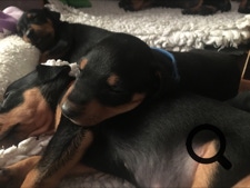 O-Wurf vom Ettaler Mandl