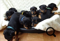 O-Wurf vom 05.06.2017