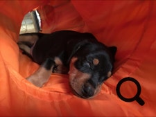 Ole-Deluxe vom Ettaler Mandl Deutscher Pinscher Welpe