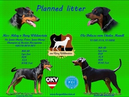 Deutscher Pinscher, Welpe, Hund, Hündin