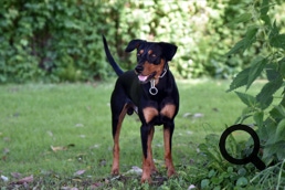Deutscher Pinscher Ole-Deluxe vom Ettaler Mandl
