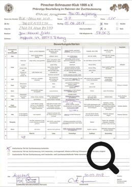 Phänotyp Beurteilung im Rahmen der Zuchtzulassung